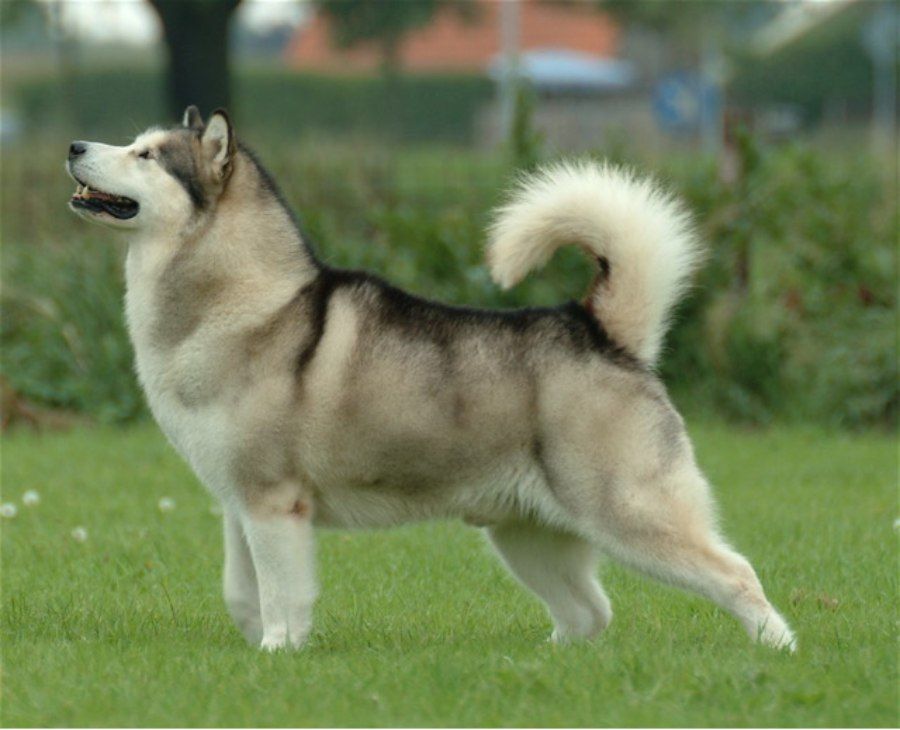 Chó Alaska Alaskan Malamute với thân hình to lớn, cơ bắp và bộ lông dày