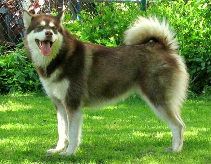 Chó Alaska cái với bộ lông màu nâu đỏ và trắng
