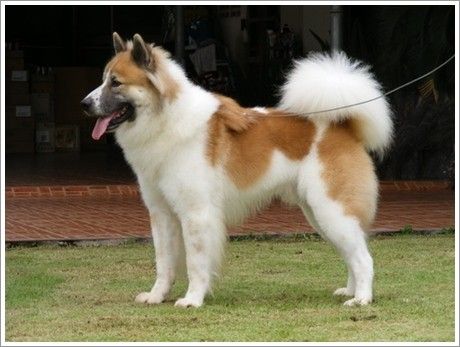 Chó Bangkaew Thái thuần chủng đứng ngoài trời