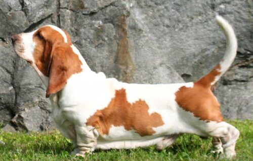 Chó Basset Hound với đôi chân ngắn và tai dài đặc trưng