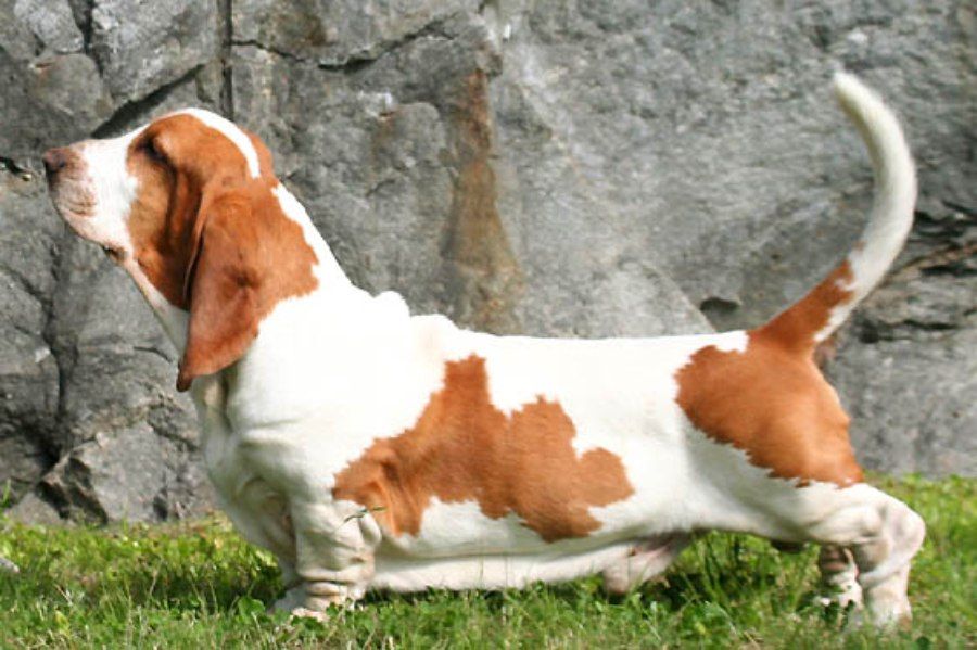 Chó Basset Hound với đôi chân ngắn và tai dài đặc trưng