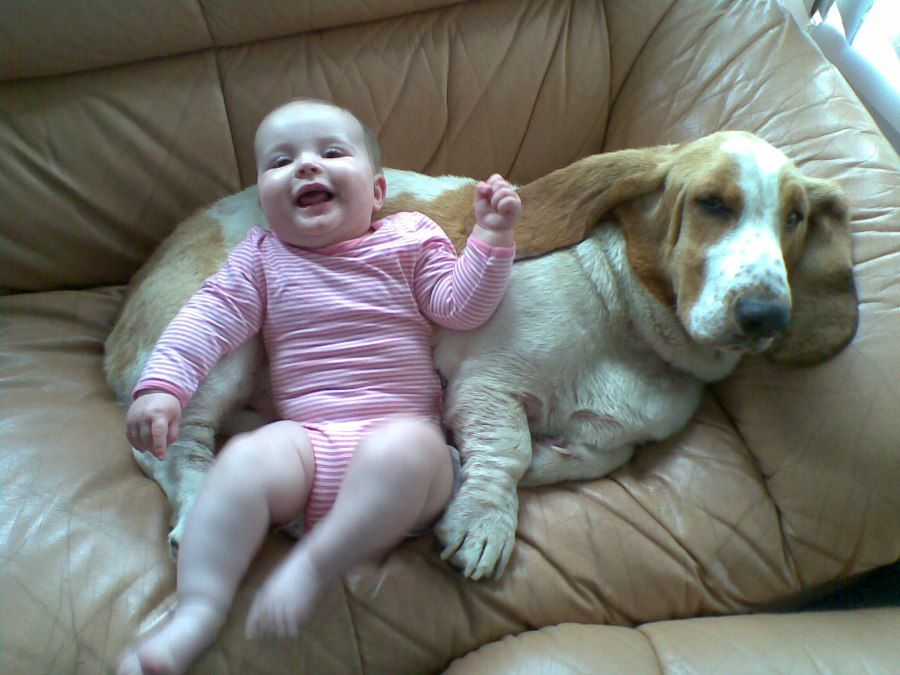Chó Basset Hound hiền lành nằm cạnh trẻ em