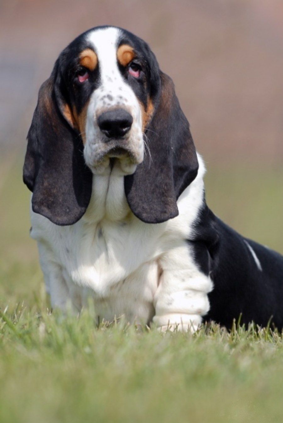 Chó Basset Hound với thân hình dài, thấp và làn da nhăn nheo