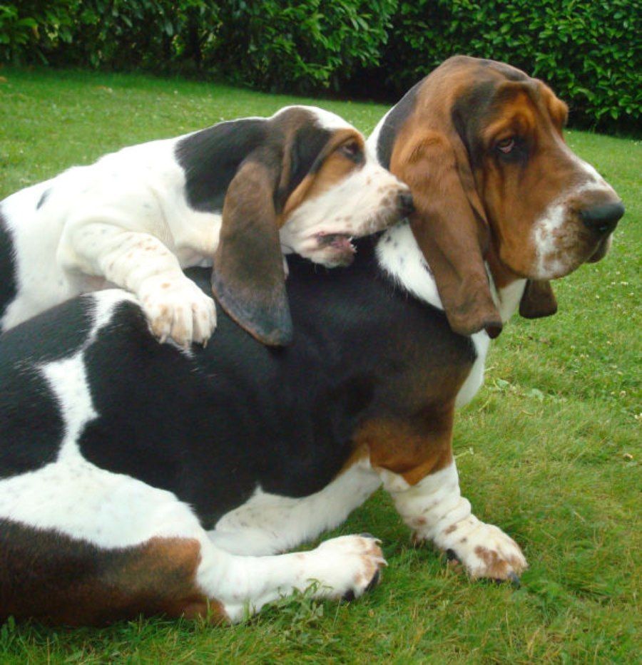 Hai chú chó Basset Hound thân thiện, hòa đồng bên nhau