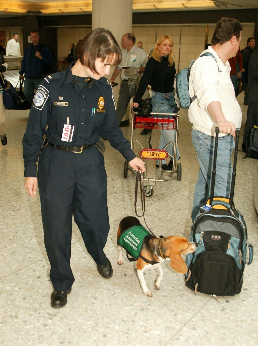 Chó Beagle làm nhiệm vụ đánh hơi kiểm tra hành lý tại sân bay