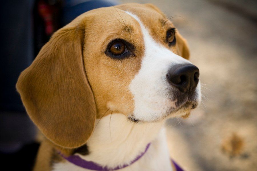 Gương mặt chó Beagle với đôi tai dài đáng yêu