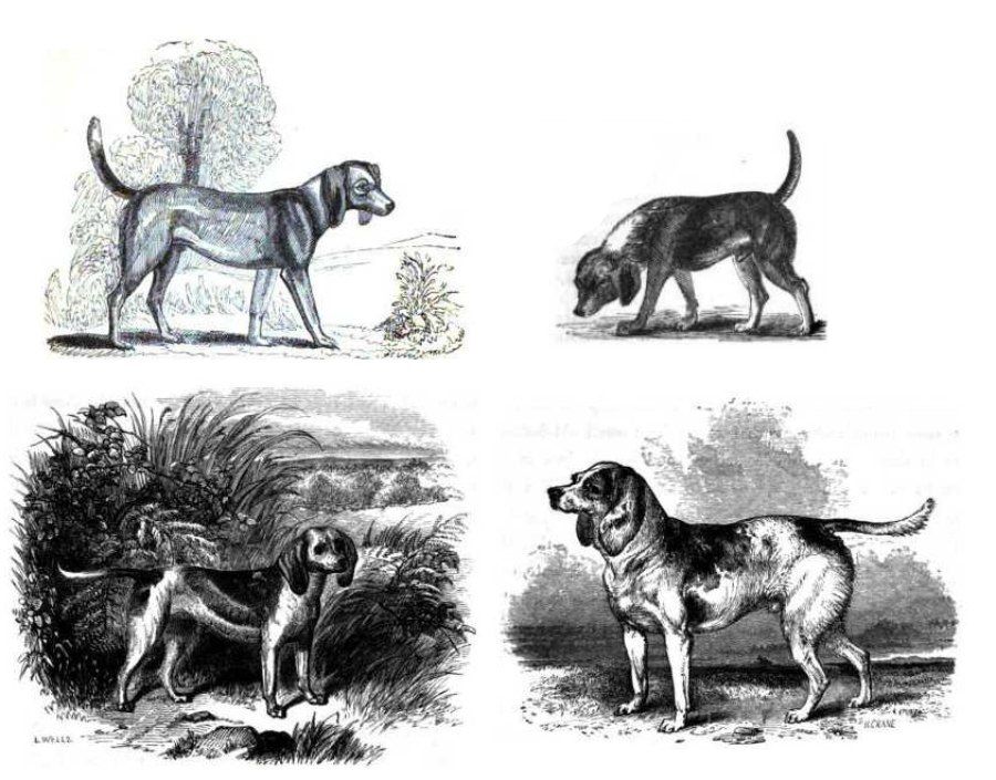 Bốn chú chó Beagle hòa đồng đứng cạnh nhau