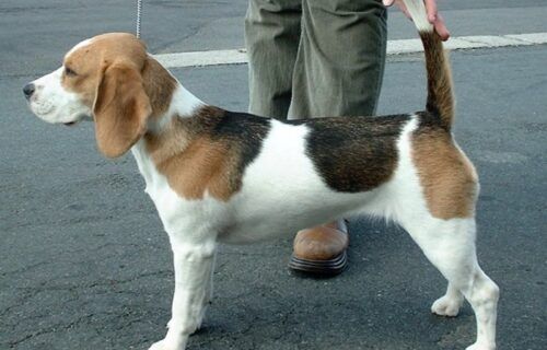 Chó Beagle nhỏ nhắn với tai dài và bộ lông tam thể