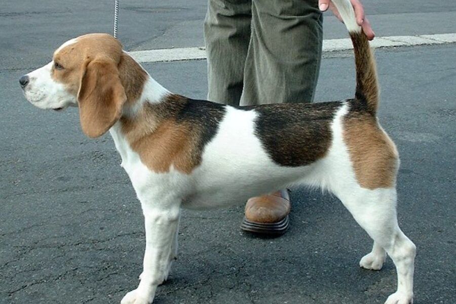 Chó Beagle nhỏ nhắn với tai dài và bộ lông tam thể