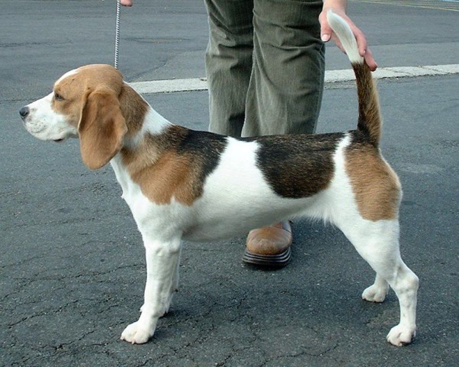 Chó Beagle nhỏ nhắn với tai dài và bộ lông tam thể