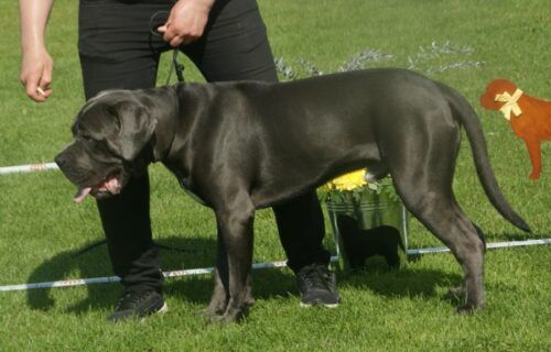 Chó Cane Corso Ngao Ý màu xám với thân hình vạm vỡ cơ bắp