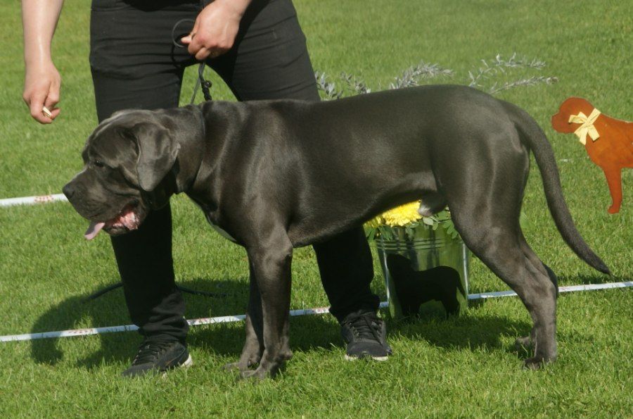 Chó Cane Corso Ngao Ý màu xám với thân hình vạm vỡ cơ bắp
