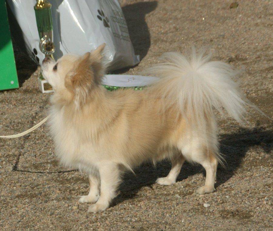 Chó Chihuahua lông dài (Long Coat) màu kem