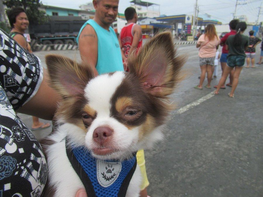 Chó Chihuahua lông ngắn (Smooth Coat)