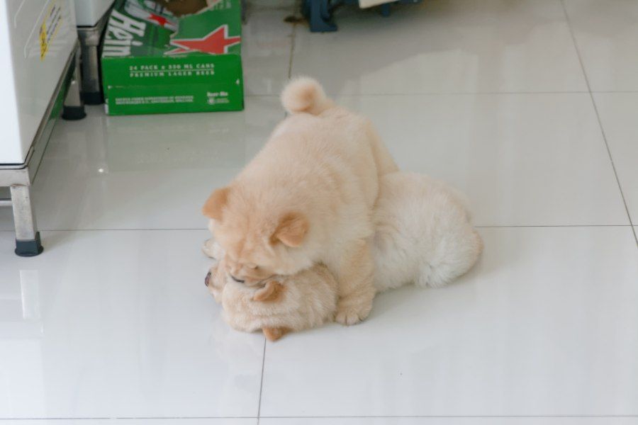 Chó con Chow Chow với bộ lông bông xốp đáng yêu