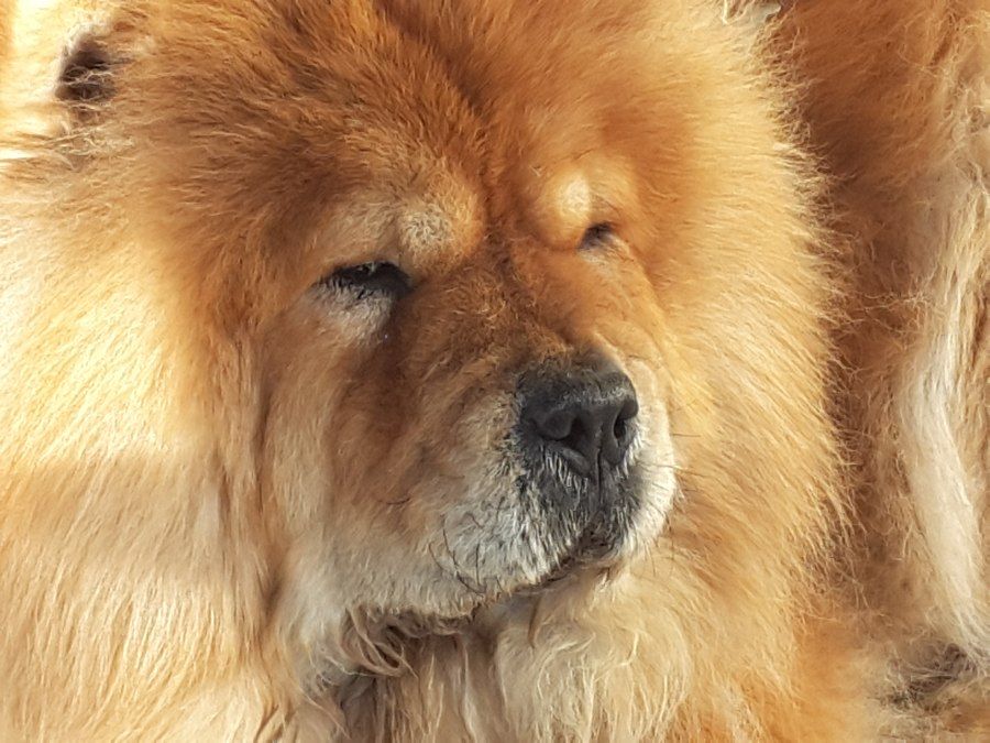 Cận cảnh gương mặt và lưỡi xanh đen đặc trưng của chó Chow Chow