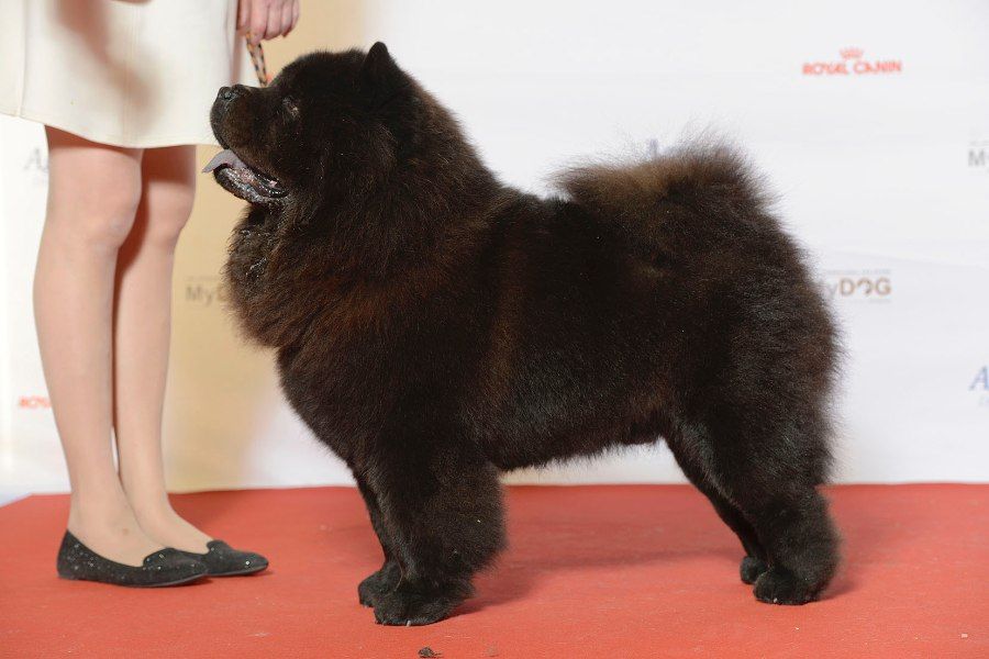 Chó Chow Chow thuần chủng tham gia triển lãm chó cảnh