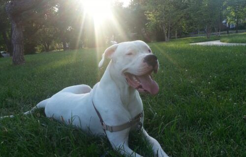 Chó Dogo Argentino với bộ lông trắng và thân hình cơ bắp săn chắc
