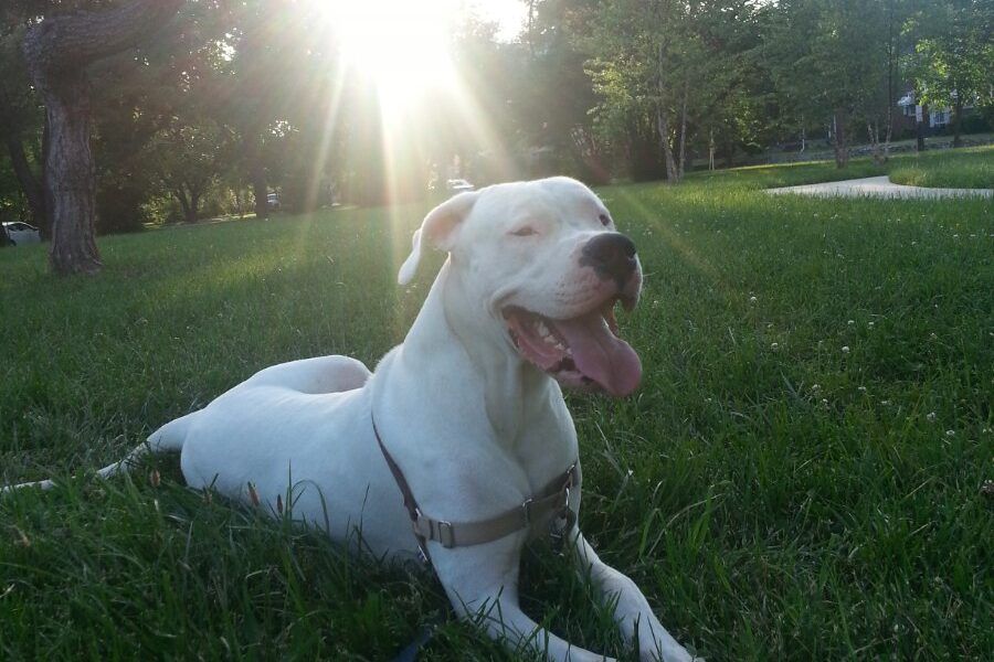 Chó Dogo Argentino với bộ lông trắng và thân hình cơ bắp săn chắc