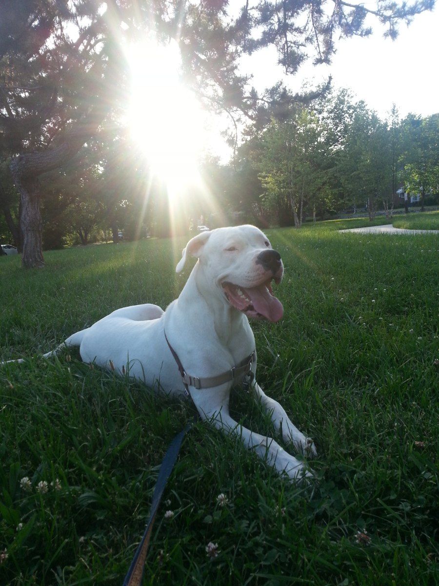 Chó Dogo Argentino với bộ lông trắng và thân hình cơ bắp săn chắc