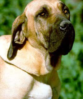 Chó Fila Brasileiro Ngao Brazil với thân hình vạm vỡ và da chảy xệ đặc trưng