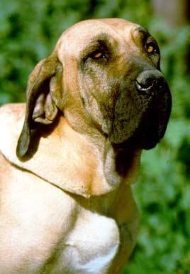 Chó Fila Brasileiro Ngao Brazil với thân hình vạm vỡ và da chảy xệ đặc trưng