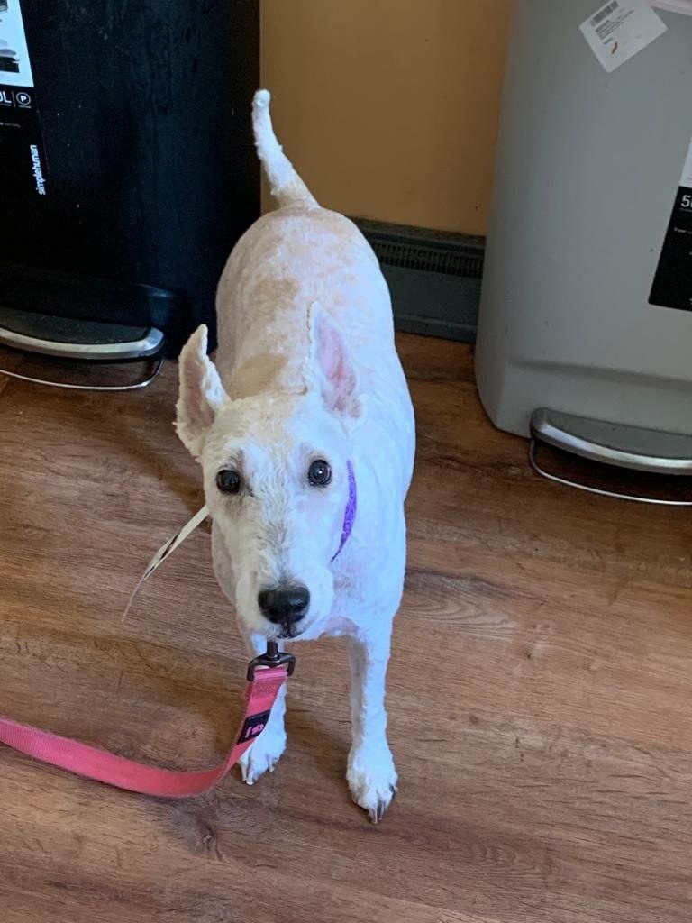 Chó Fox Terrier sau khi được chăm sóc, cắt tỉa lông gọn gàng
