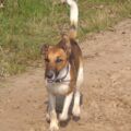 Chó Fox Terrier lông trắng ngắn mượt với đặc điểm ngoại hình săn chắc, cân đối