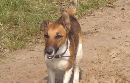 Chó Fox Terrier lông trắng ngắn mượt với đặc điểm ngoại hình săn chắc, cân đối