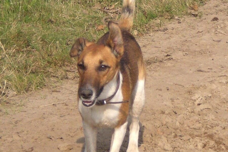 Chó Fox Terrier lông trắng ngắn mượt với đặc điểm ngoại hình săn chắc, cân đối