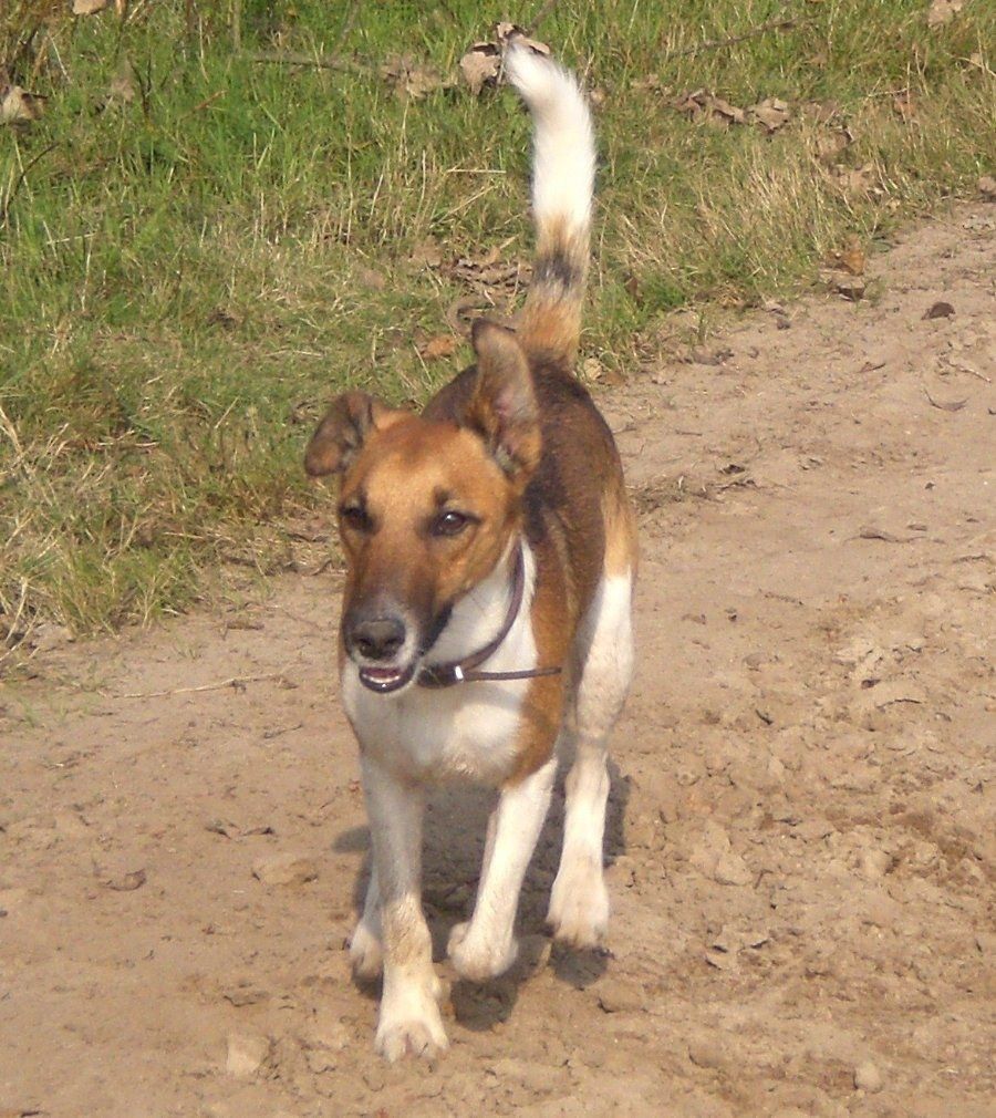 Chó Fox Terrier lông trắng ngắn mượt với đặc điểm ngoại hình săn chắc, cân đối