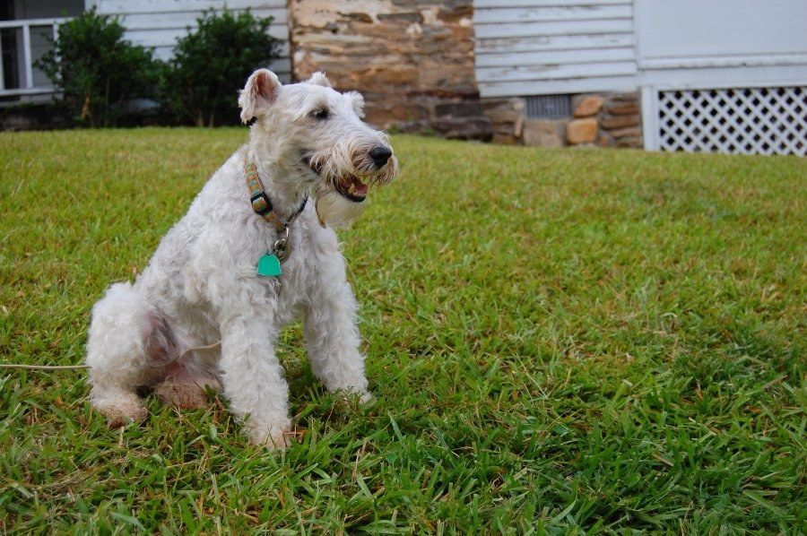 Chó Wire Fox Terrier lông xù ngồi thể hiện tính cách nhanh nhẹn, năng động