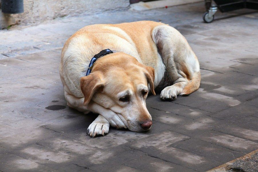 Chó già cần được chú ý chăm sóc sức khỏe đặc biệt