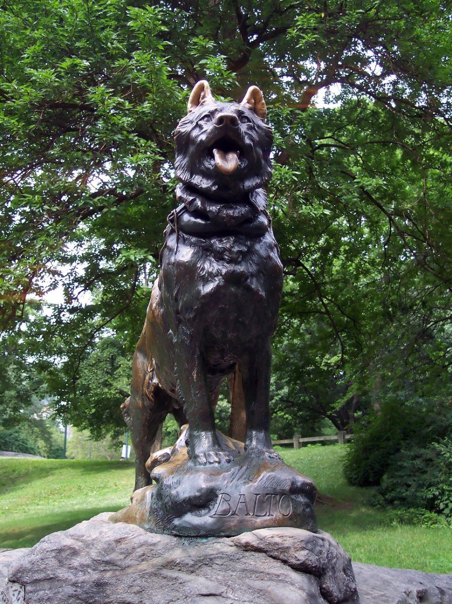 Balto - chú chó Husky huyền thoại trong sự kiện chuyển huyết thanh tới Nome năm 1925