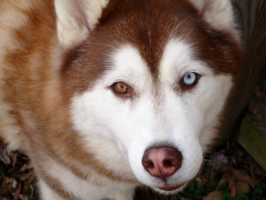 Chó Husky với đôi mắt dị sắc (heterochromia) một xanh một nâu