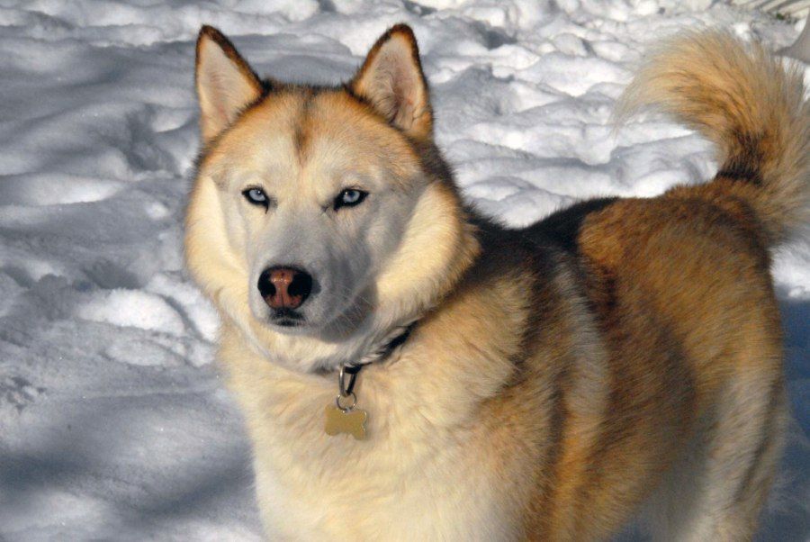 Chó Husky với bộ lông màu sable đặc trưng