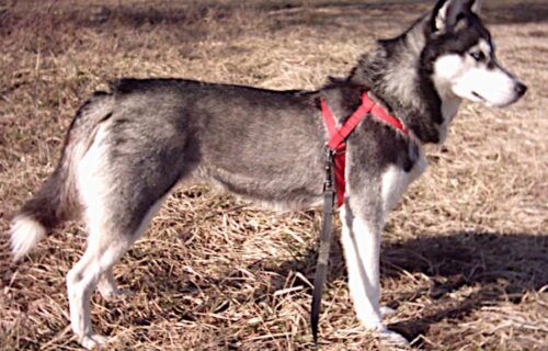 Chó Husky Siberian với thân hình cân đối, tai dựng đứng