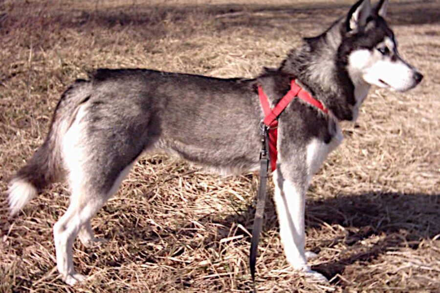 Chó Husky Siberian với thân hình cân đối, tai dựng đứng