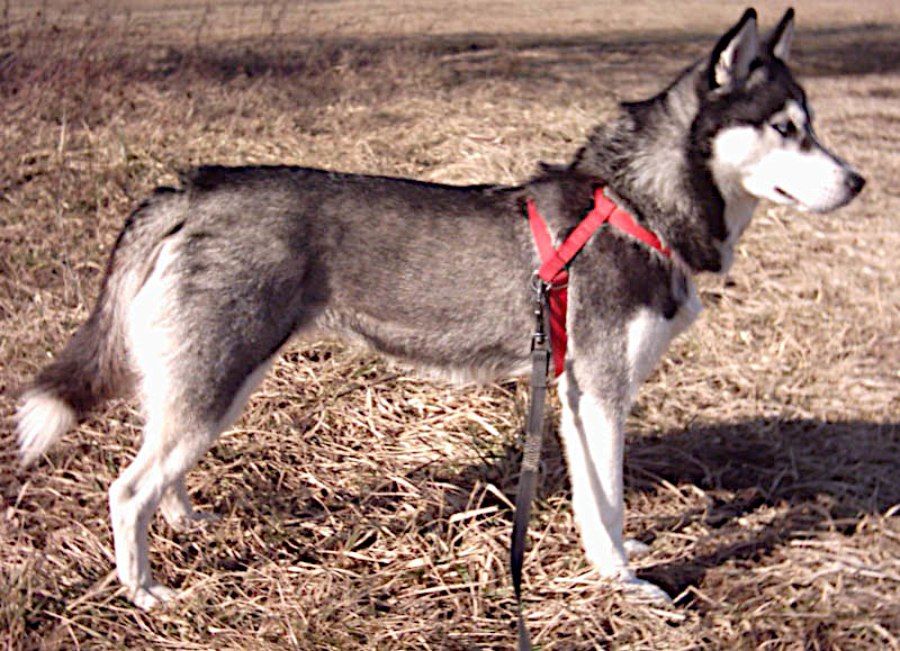 Chó Husky Siberian với thân hình cân đối, tai dựng đứng