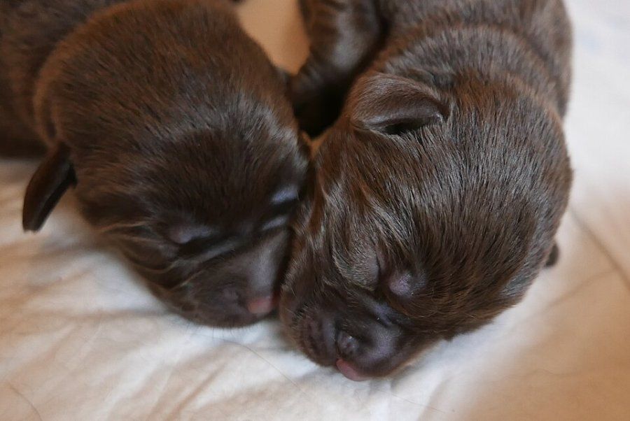 Chó Labrador con màu chocolate đáng yêu, một trong ba màu lông chuẩn của giống