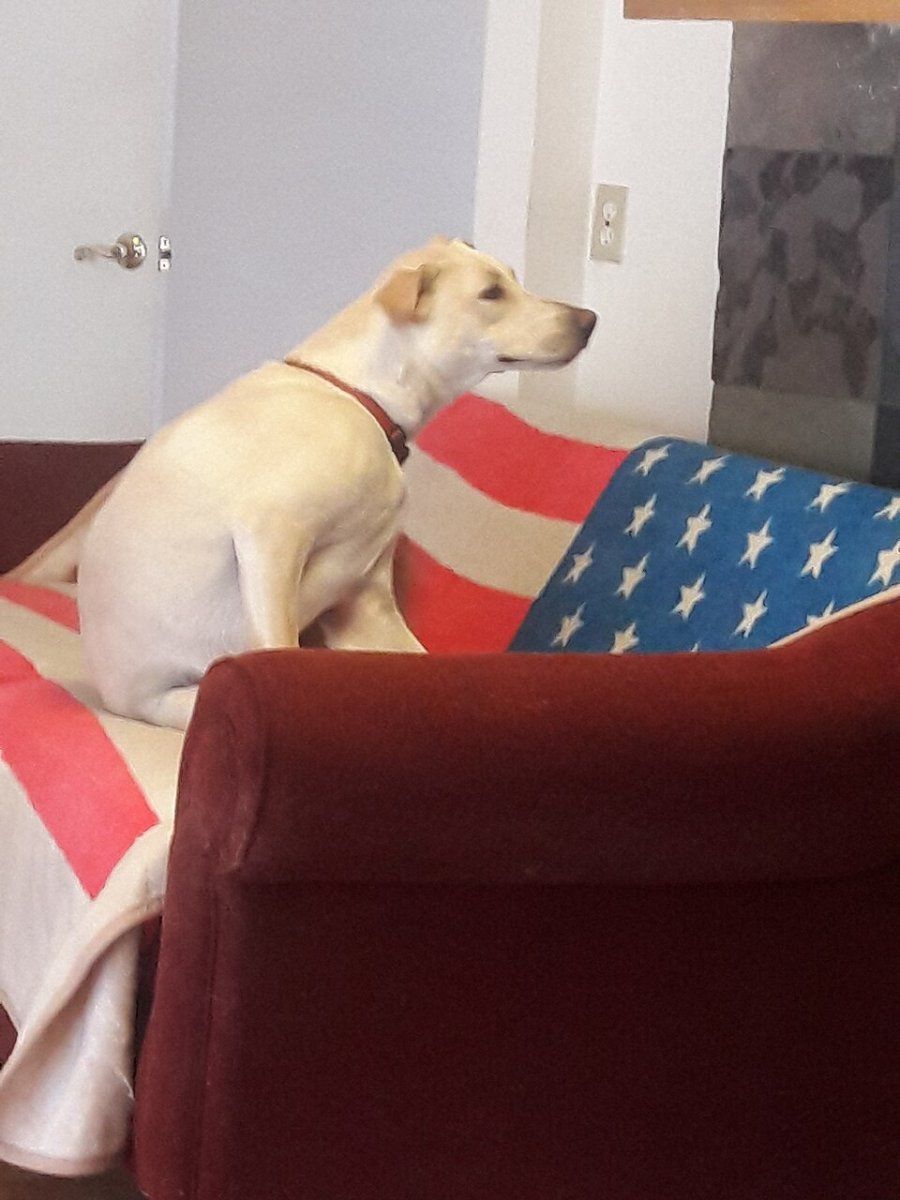 Chó Labrador Retriever nằm thư giãn, thể hiện tính cách hiền lành, thân thiện