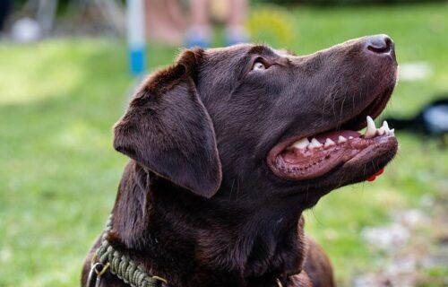 Chó Labrador Retriever với đôi mắt hiền lành và bộ lông ngắn màu vàng