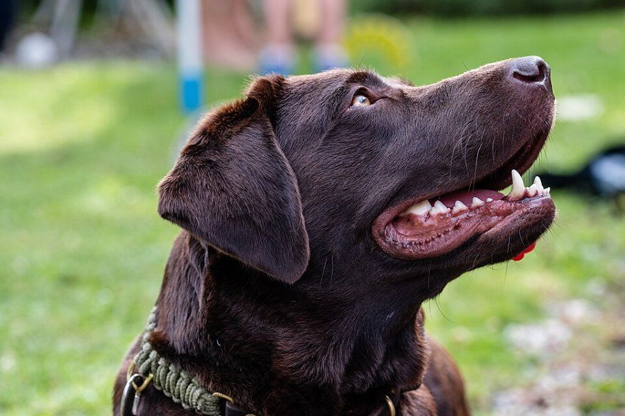 Chó Labrador Retriever với đôi mắt hiền lành và bộ lông ngắn màu vàng