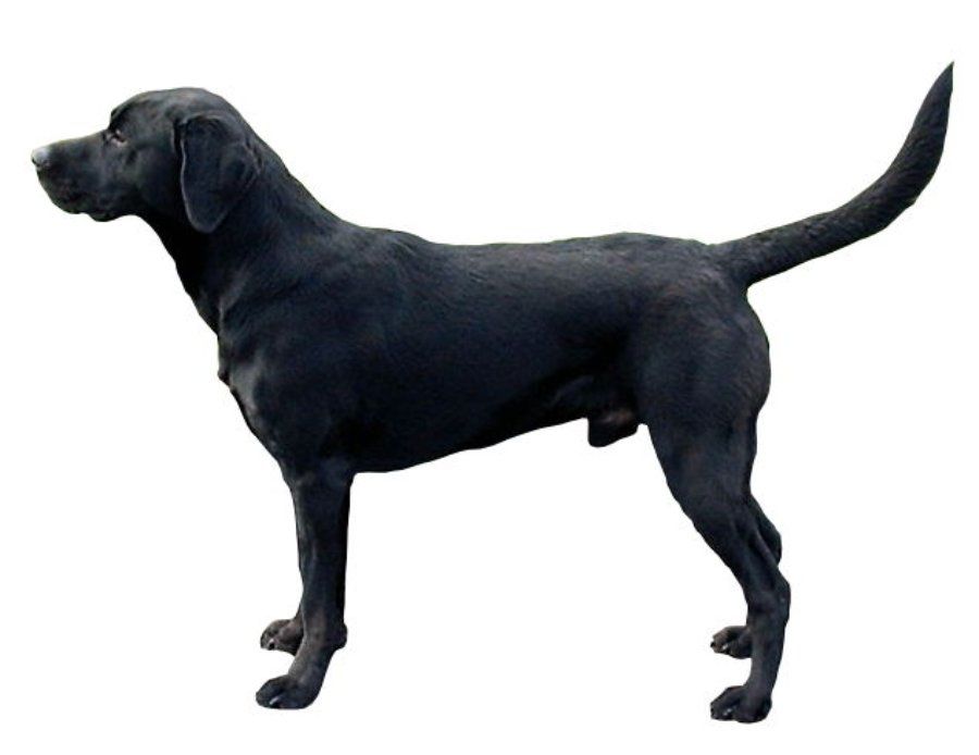 Chó Labrador Retriever với thân hình chắc khỏe, cân đối