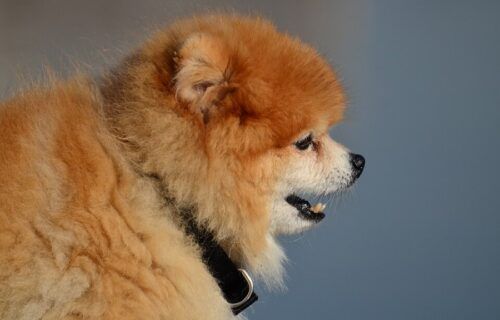 Chó Phốc Sóc Pomeranian với bộ lông xù đặc trưng và gương mặt cáo lanh lợi