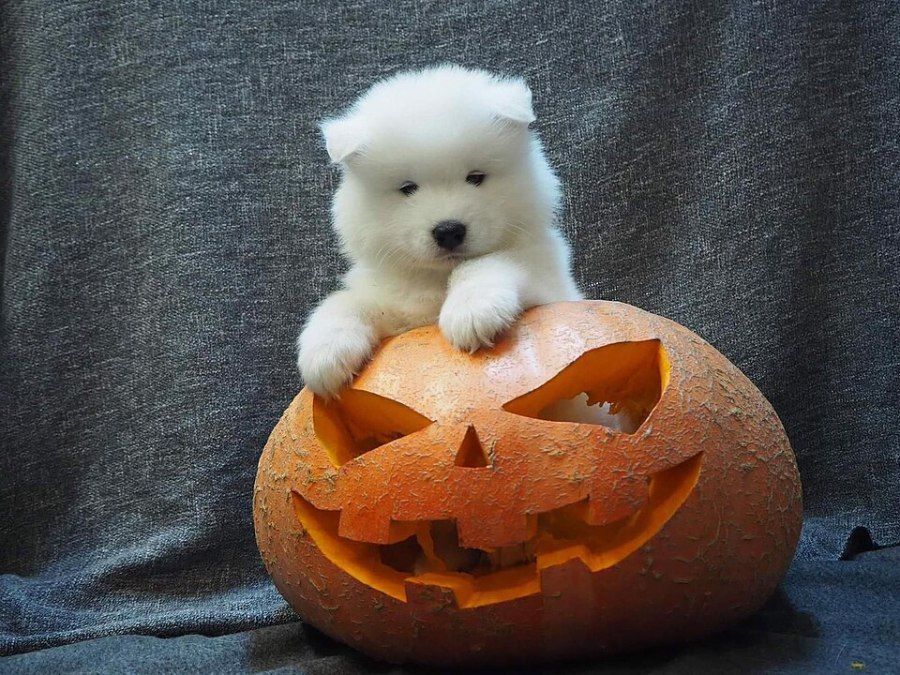 Chó con Samoyed đáng yêu với bộ lông trắng bông xốp
