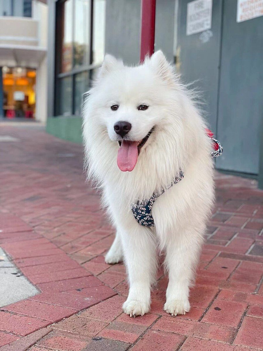 Gương mặt thông minh, nhanh nhẹn của chó Samoyed