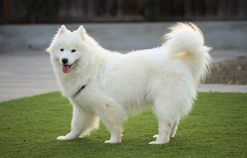 Chó Samoyed lông trắng muốt với thân hình cân đối
