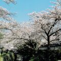 Con Đường Triết Gia Kyoto rực rỡ hoa anh đào mùa xuân