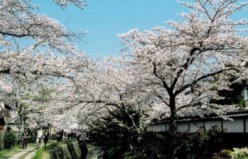 Con Đường Triết Gia Kyoto rực rỡ hoa anh đào mùa xuân